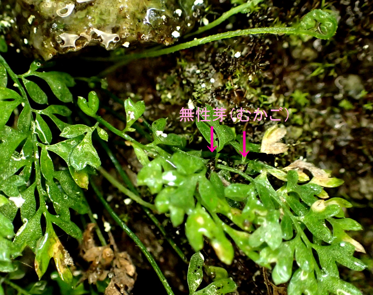 ヒメイワトラノオ、、無性芽(むかご)2017年7月2日 西沢渓谷 ヒメイワトラノオ、、無性芽(むかご)2017年7月2日 西沢渓谷