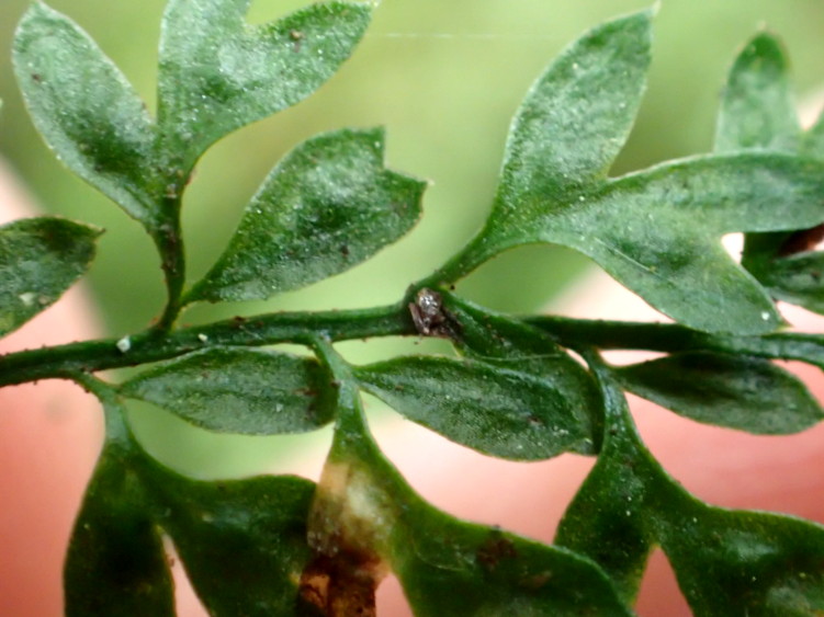 ヒメイワトラノオ、羽片、中軸上には無性芽がつく。2017年7月2日 西沢渓谷 ヒメイワトラノオ、羽片、中軸上には無性芽がつく。2017年7月2日 西沢渓谷