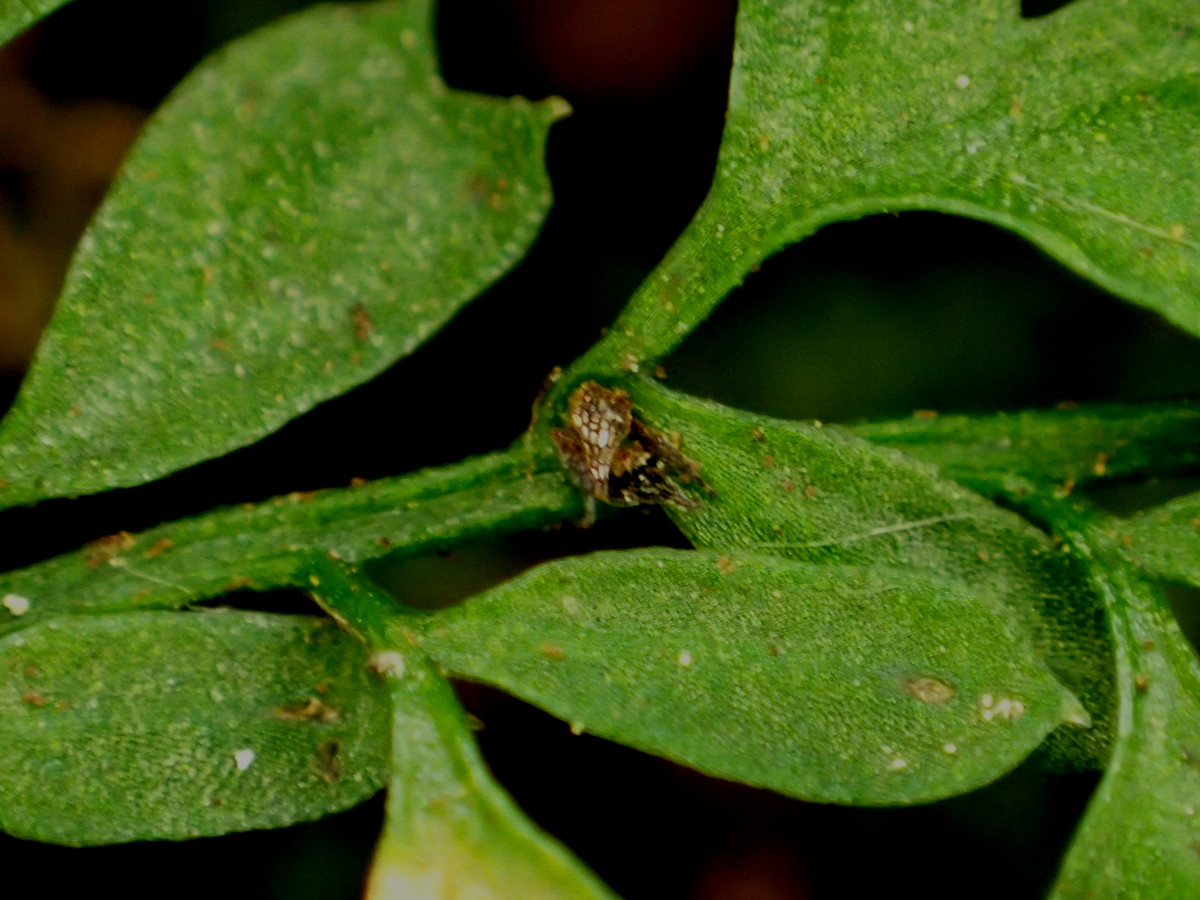 ヒメイワトラノオ、無性芽(むかご)2017年7月2日 西沢渓谷 ヒメイワトラノオ、無性芽(むかご)2017年7月2日 西沢渓谷