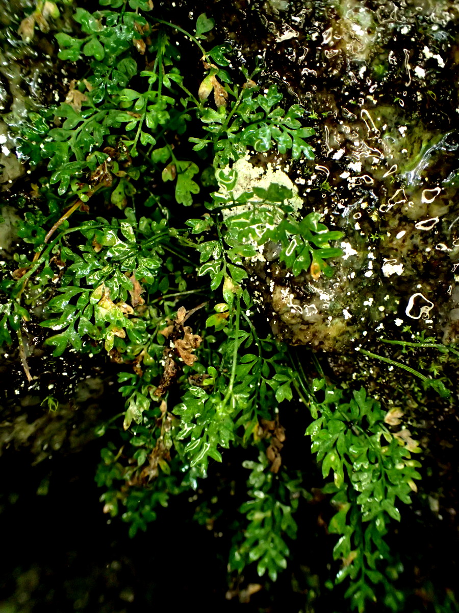 ヒメイワトラノオ。2017年7月2日 西沢渓谷 ヒメイワトラノオ。2017年7月2日 西沢渓谷