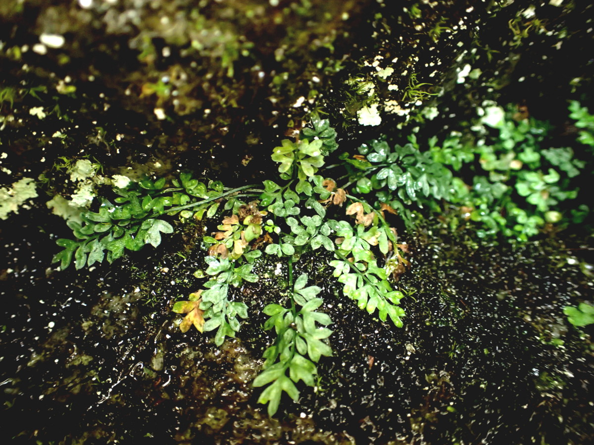 ヒメイワトラノオ。2017年7月2日 西沢渓谷 ヒメイワトラノオ。2017年7月2日 西沢渓谷