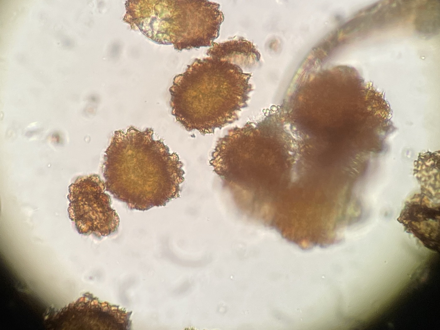 ホソイノデ、胞子側面。2022年9月10日 西沢渓谷 ホソイノデ、胞子側面。2022年9月10日 西沢渓谷