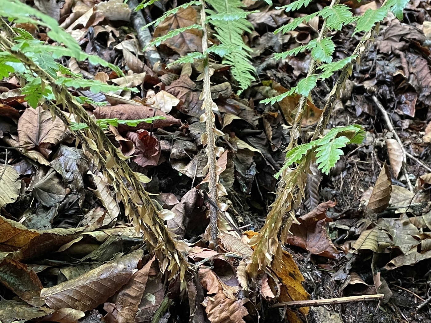 ホソイノデ、葉柄。2022年9月10日 西沢渓谷 ホソイノデ、葉柄。2022年9月10日 西沢渓谷