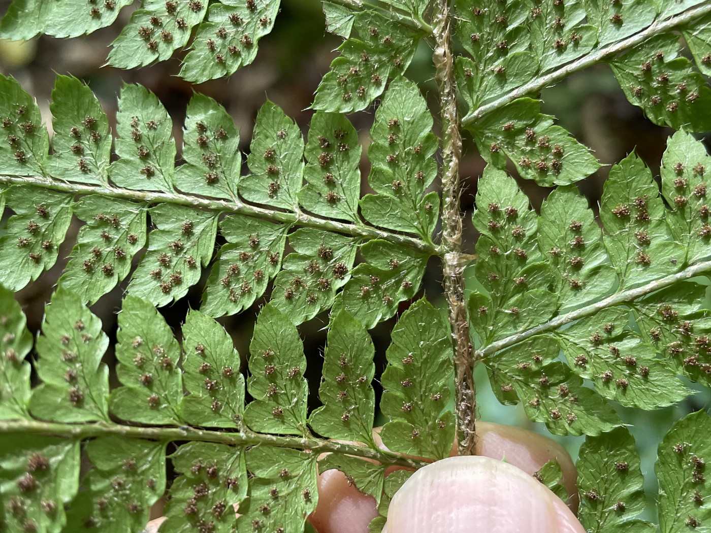ホソイノデ、胞子のう群。2022年9月10日 西沢渓谷 ホソイノデ、胞子のう群。2022年9月10日 西沢渓谷