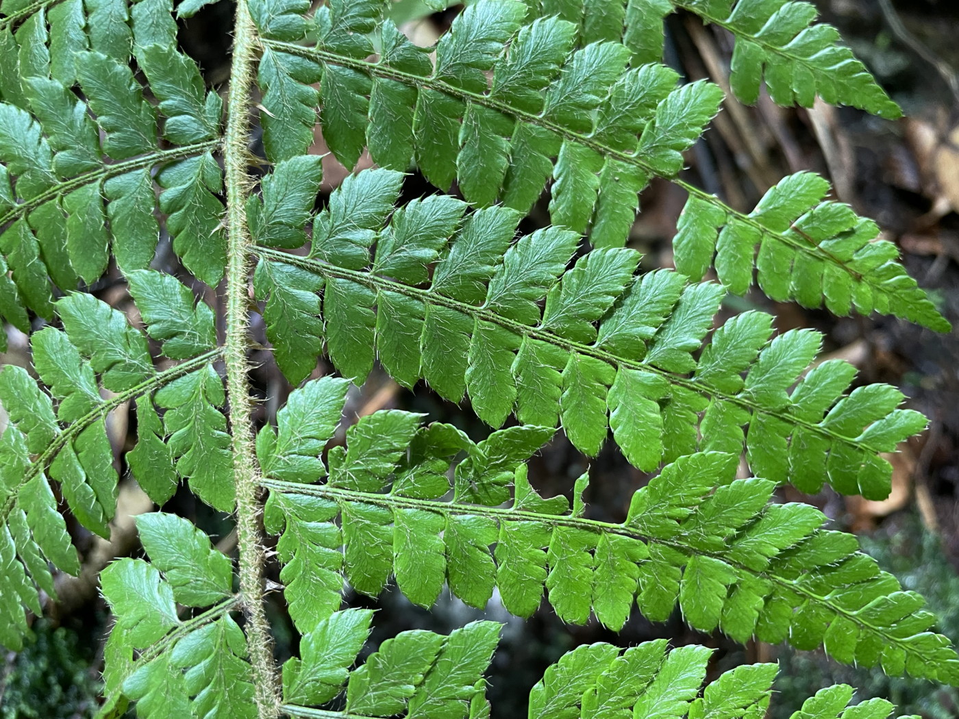 ホソイノデ、羽片。2022年9月10日 西沢渓谷 ホソイノデ、羽片。2022年9月10日 西沢渓谷
