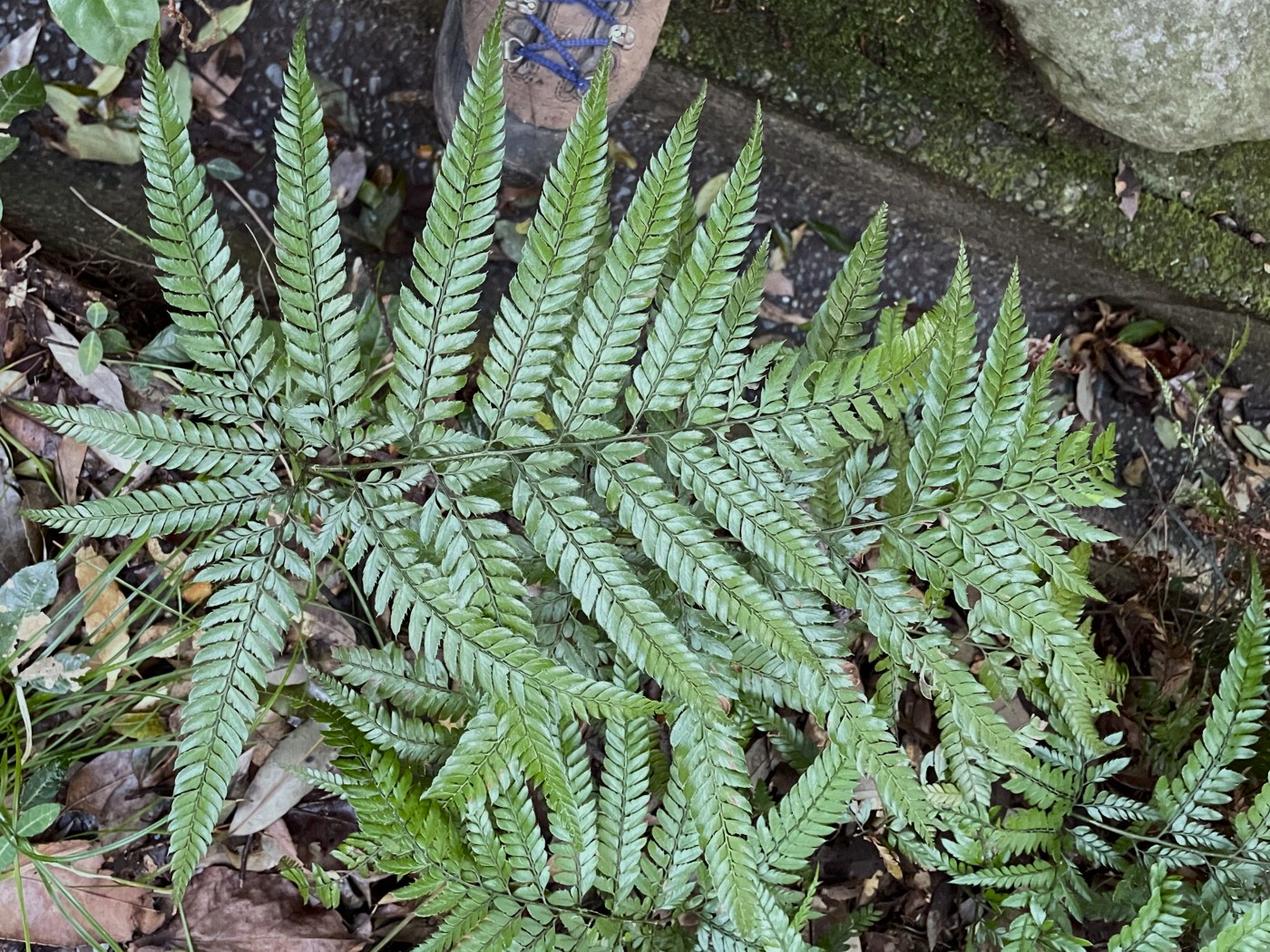 社叢林に生育するホソバカナワラビ。2023年2月 足柄神社北側 社叢林に生育するホソバカナワラビ。2023年2月 足柄神社北側
