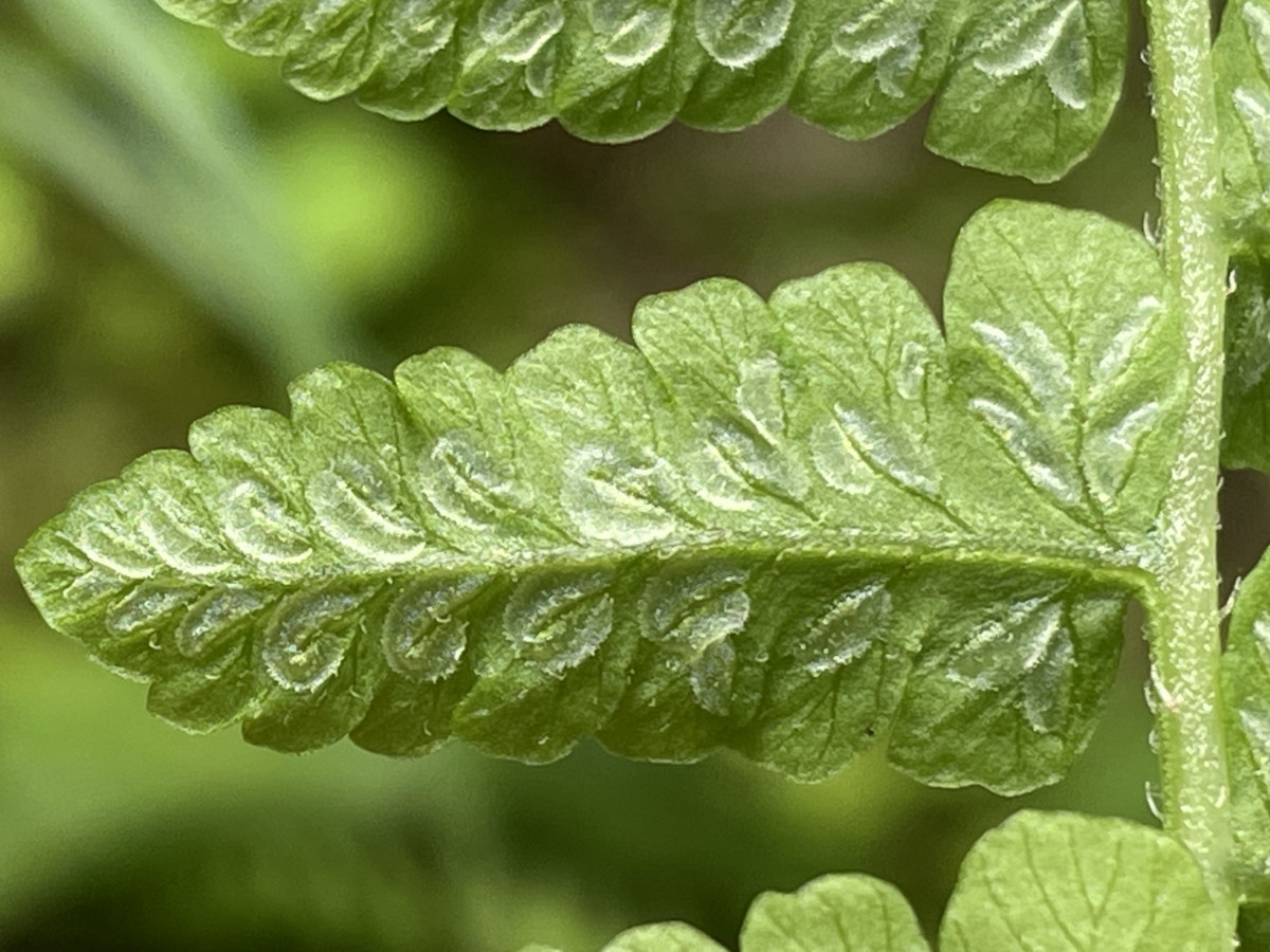 ホソバシケシダ、包膜は長さの割に幅が広く辺縁に細鋸歯がある。2025年7月3日 低山の滝 ホソバシケシダ、包膜は長さの割に幅が広く辺縁に細鋸歯がある。2025年7月3日 低山の滝