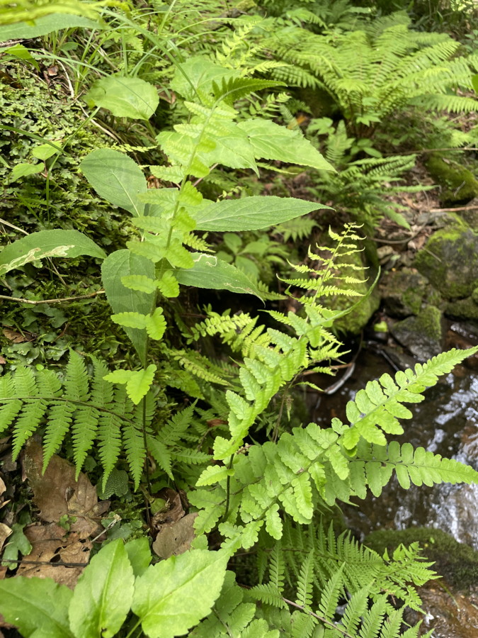 渓流沿いの林床に生育するホソバシケシダ。2025年7月3日 低山の滝 渓流沿いの林床に生育するホソバシケシダ。2025年7月3日 低山の滝