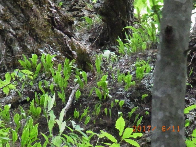 ホテイシダ。2017年6月11日 西沢渓谷 ホテイシダ。2017年6月11日 西沢渓谷