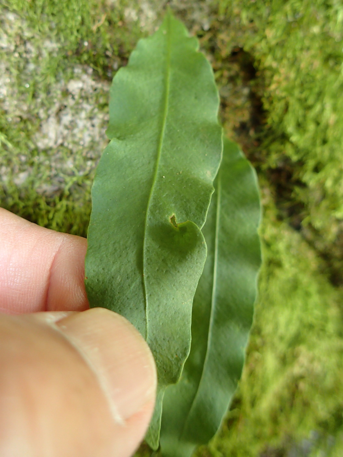 石組みに着生。手で触れる高さに生育。2018年8月18日 石組みに着生。手で触れる高さに生育。2018年8月18日