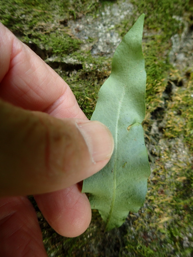 石組みに着生。手で触れる高さに生育。2018年8月18日 石組みに着生。手で触れる高さに生育。2018年8月18日