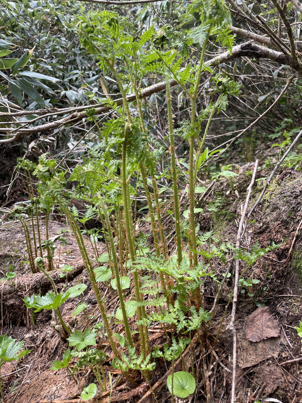 明褐色の鱗片が目立つ不明なオシダ属のシダ。2025年7月3日 八幡平 明褐色の鱗片が目立つ不明なオシダ属のシダ。2025年7月3日 八幡平