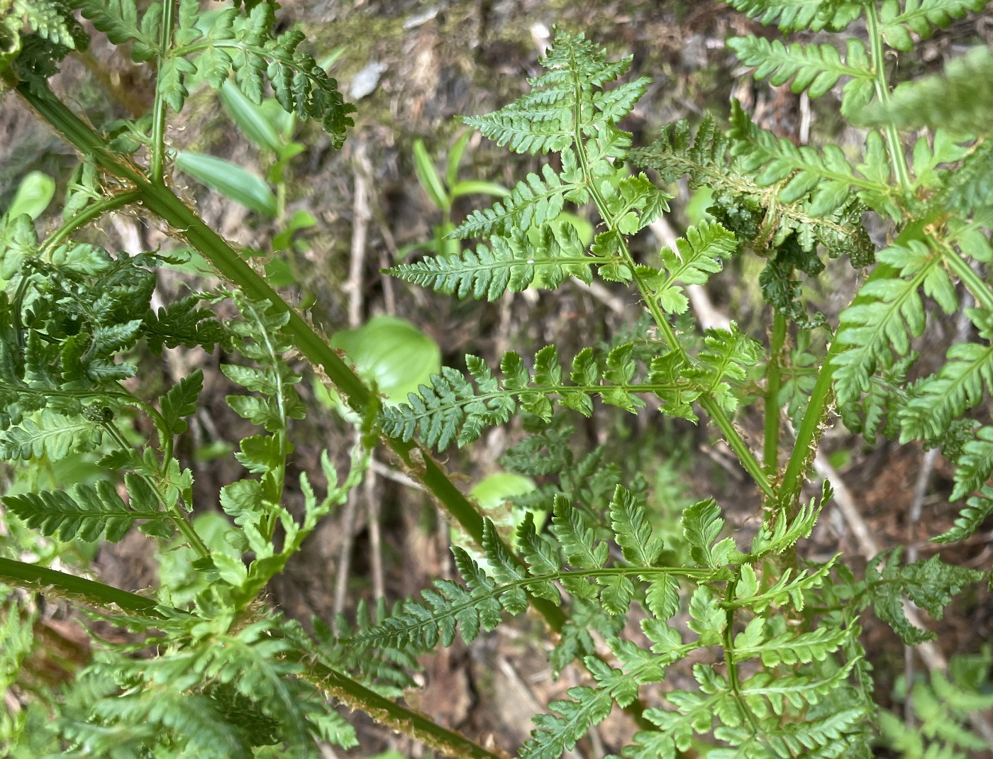 不明なオシダ属のシダ、最下羽片。2025年7月3日 八幡平 不明なオシダ属のシダ、最下羽片。2025年7月3日 八幡平