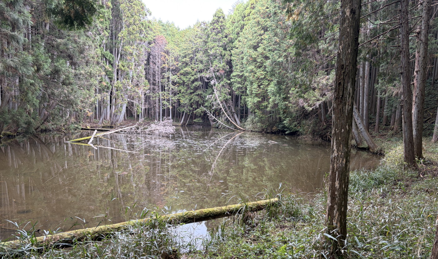 穏やかな稜線にあるいくつかの凹地の一つ、凹地の中にある湖。2025年11月13日 静岡 由比 穏やかな稜線にあるいくつかの凹地の一つ、凹地の中にある湖。2025年11月13日 静岡 由比