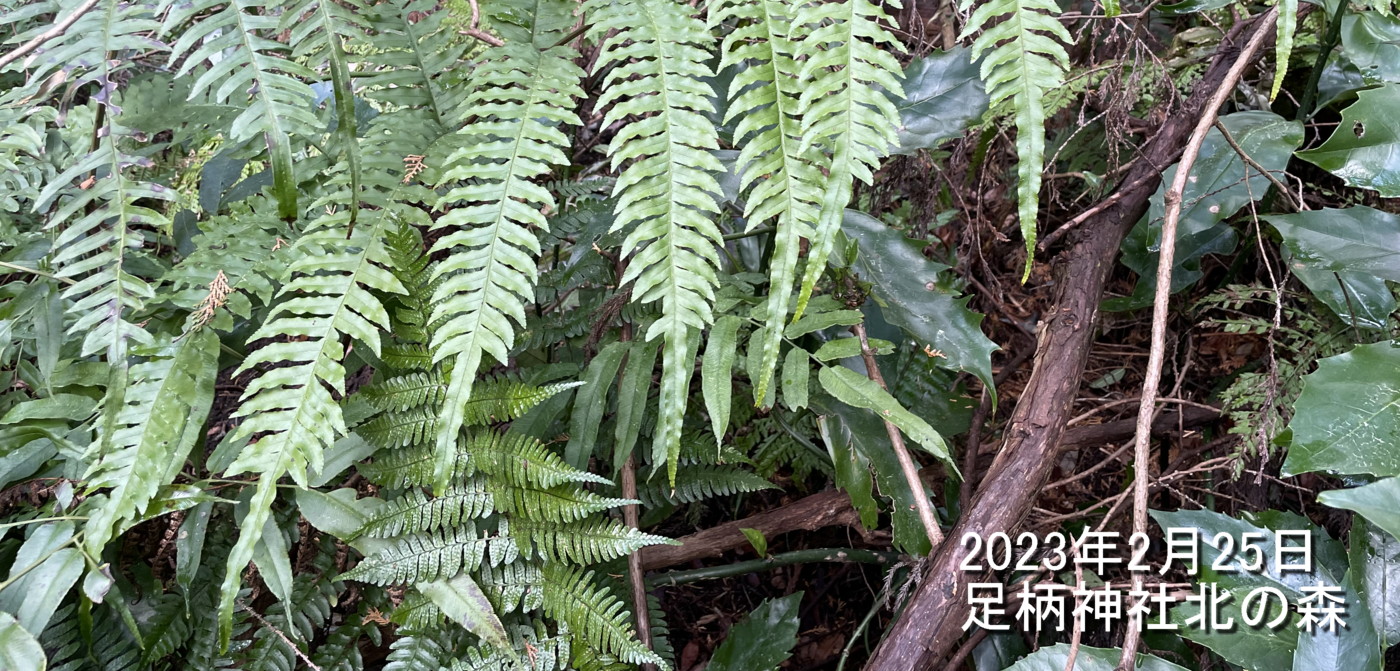 沢沿いに生育するシダ。2023年2月 足柄神社北側 沢沿いに生育するシダ。2023年2月 足柄神社北側