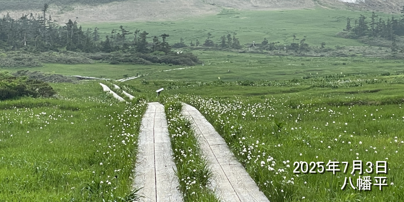 八幡平。木道の周りに生えるワタスゲ。2025年7月3日 八幡平 八幡平。木道の周りに生えるワタスゲ。2025年7月3日 八幡平