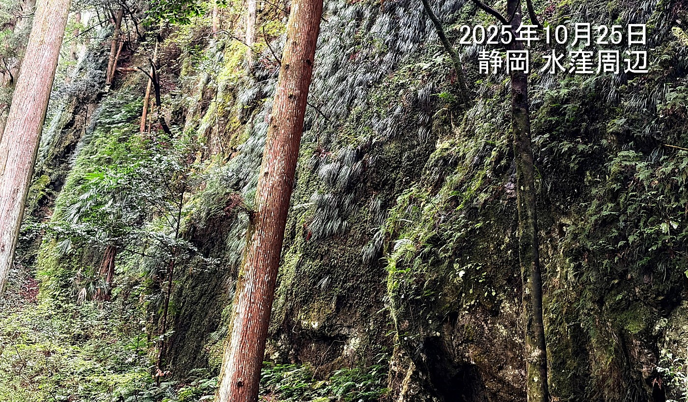 シダ類が群生する高く切り立った岩壁。2025年10月25日 静岡 水窪 シダ類が群生する高く切り立った岩壁。2025年10月25日 静岡 水窪