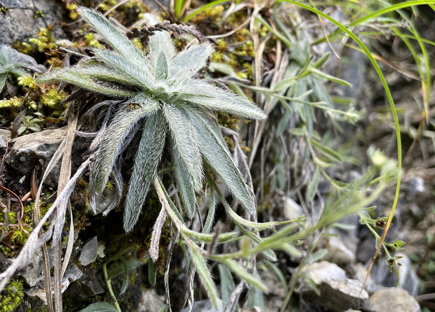 石灰岩の崖に生育するエゾルリムラサキの仲間。2024年8月11日 豊口山 石灰岩の崖に生育するエゾルリムラサキの仲間。2024年8月11日 豊口山