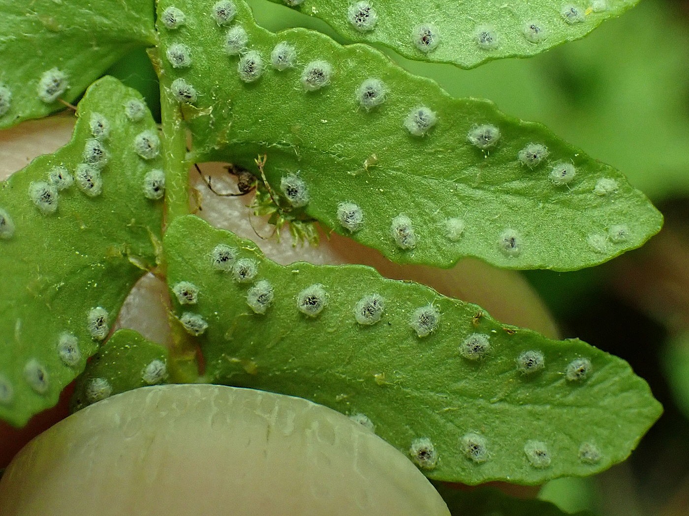 イワデンダ、包膜。2025年7月3日 低山の滝 イワデンダ、包膜。2025年7月3日 低山の滝