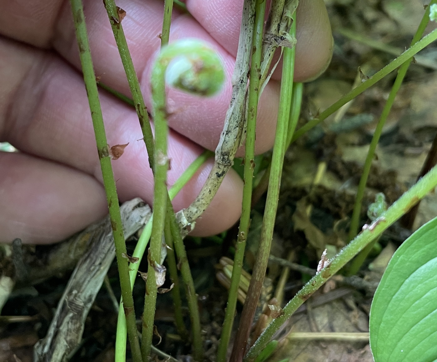 イワハリガネワラビ、葉柄下部は淡緑色。2025年7月3日 八幡平 イワハリガネワラビ、葉柄下部は淡緑色。2025年7月3日 八幡平
