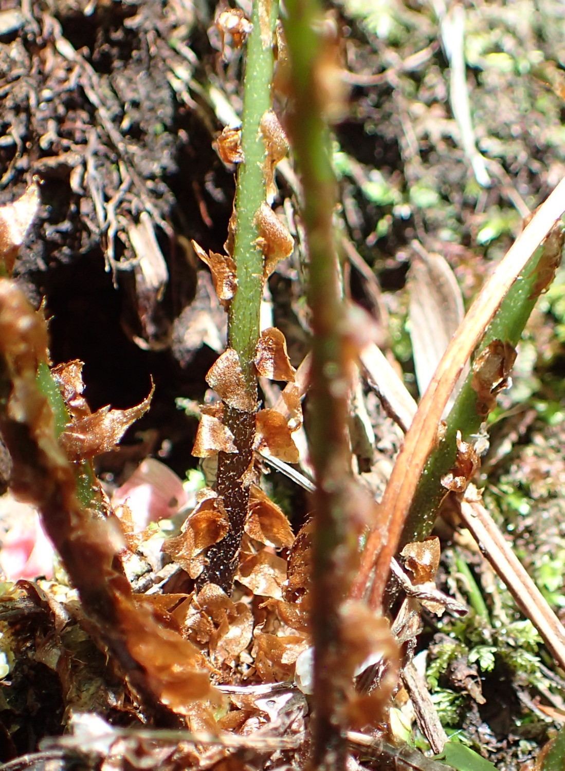 イワハリガネワラビ、葉柄下部の鱗片。2017年5月21日 山梨 西沢渓谷 イワハリガネワラビ、葉柄下部の鱗片。2017年5月21日 山梨 西沢渓谷