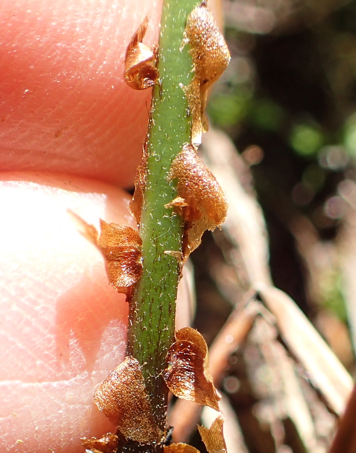 イワハリガネワラビ、葉柄下部の鱗片。2017年5月21日 山梨 西沢渓谷 イワハリガネワラビ、葉柄下部の鱗片。2017年5月21日 山梨 西沢渓谷