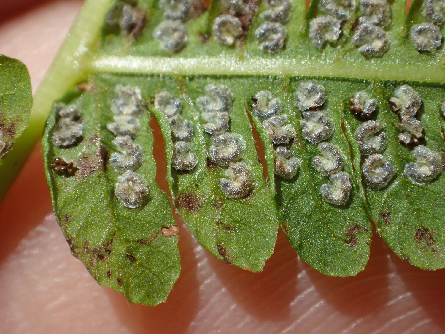 イワハリガネワラビ、胞子嚢群。2018年8月21日 山梨 西沢渓谷 イワハリガネワラビ、胞子嚢群。2018年8月21日 山梨 西沢渓谷
