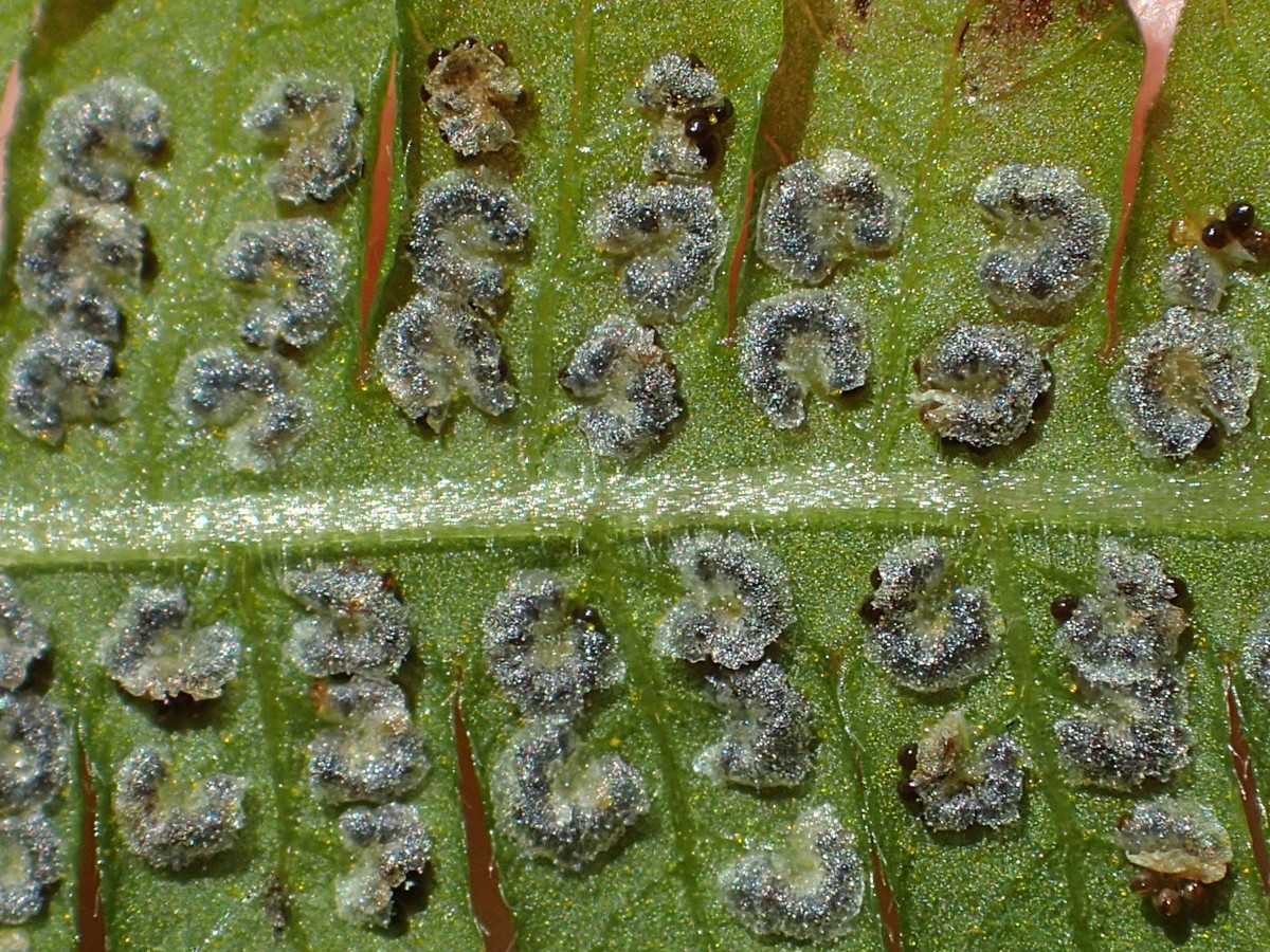 イワハリガネワラビ、胞子嚢群。2018年8月21日 山梨 西沢渓谷 イワハリガネワラビ、胞子嚢群。2018年8月21日 山梨 西沢渓谷