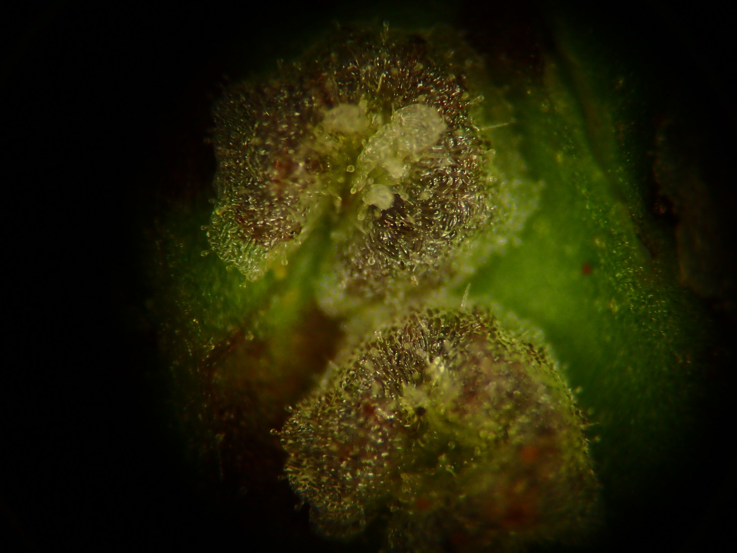 イワハリガネワラビ、包膜上には腺毛とまばらに毛が生える。2018年8月21日 山梨 西沢渓谷 イワハリガネワラビ、包膜上には腺毛とまばらに毛が生える。2018年8月21日 山梨 西沢渓谷