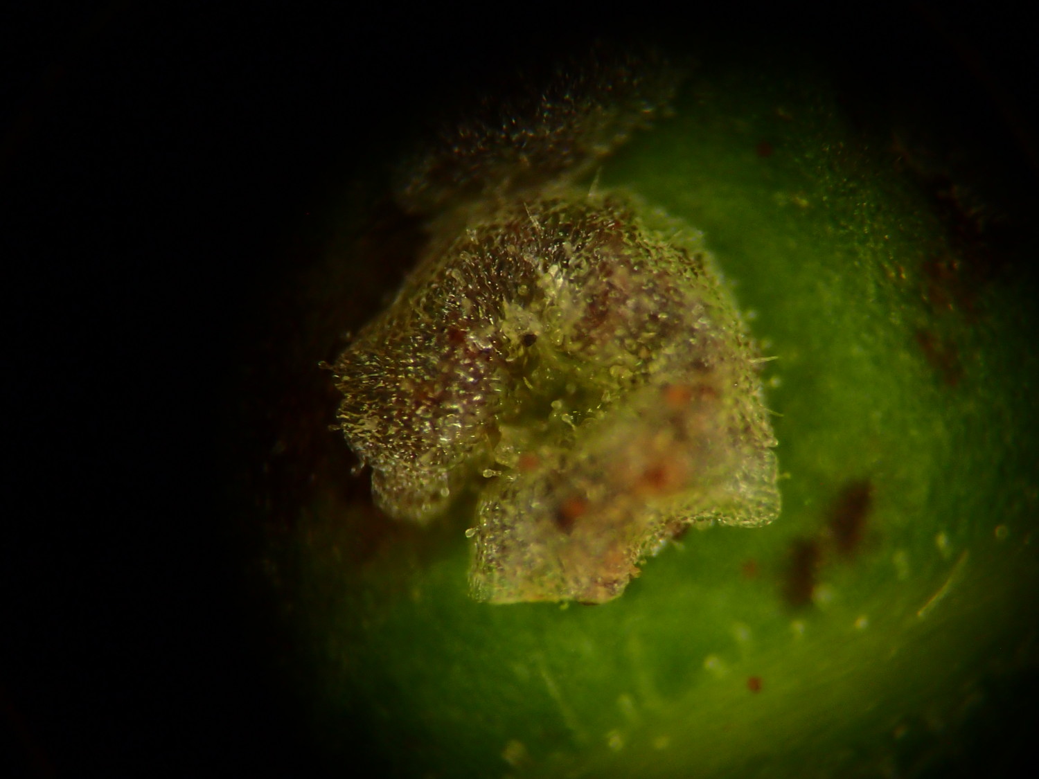 イワハリガネワラビ、包膜上には腺毛とまばらに毛が生える。2018年8月21日 山梨 西沢渓谷 イワハリガネワラビ、包膜上には腺毛とまばらに毛が生える。2018年8月21日 山梨 西沢渓谷