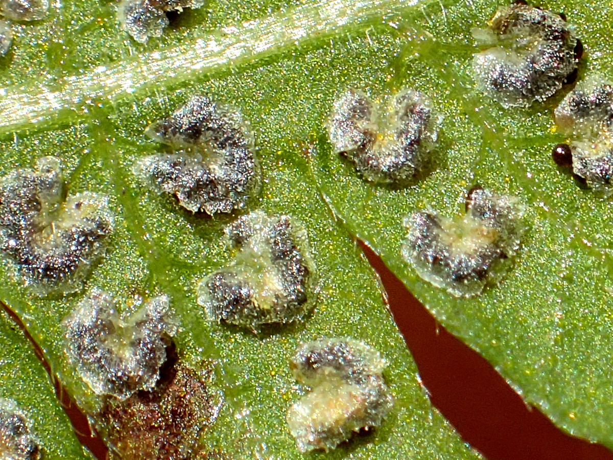 イワハリガネワラビ、包膜。2018年8月21日 山梨 西沢渓谷 イワハリガネワラビ、包膜。2018年8月21日 山梨 西沢渓谷