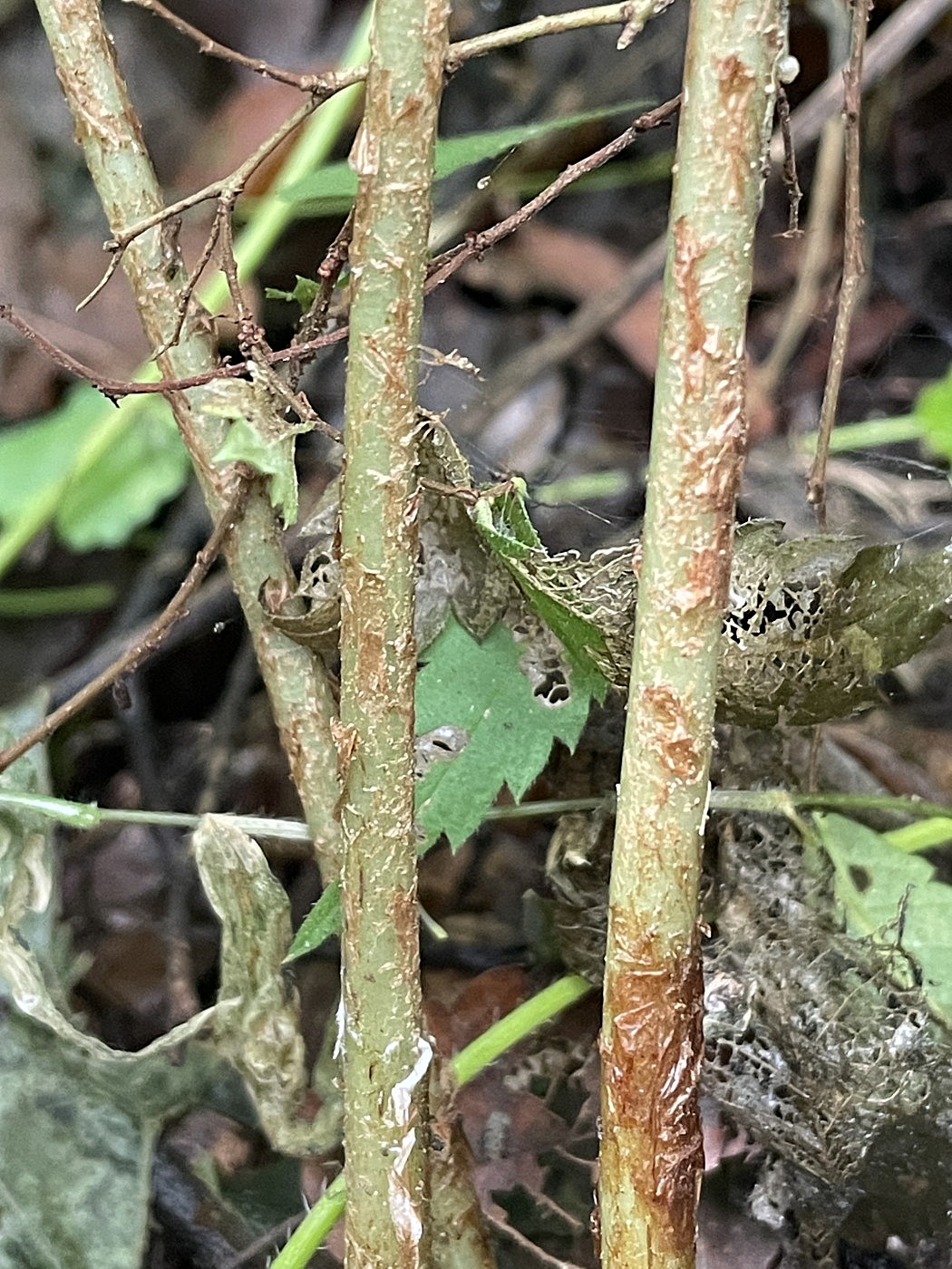 イワカゲワラビ、葉柄下部の鱗片。2025年9月13日 小諸 イワカゲワラビ、葉柄下部の鱗片。2025年9月13日 小諸