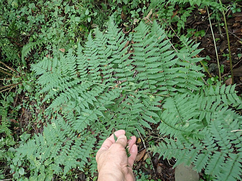 千曲川左岸沿いの丘陵地に生育するイワカゲワラビ。2025年9月13日 小諸 千曲川左岸沿いの丘陵地に生育するイワカゲワラビ。2025年9月13日 小諸