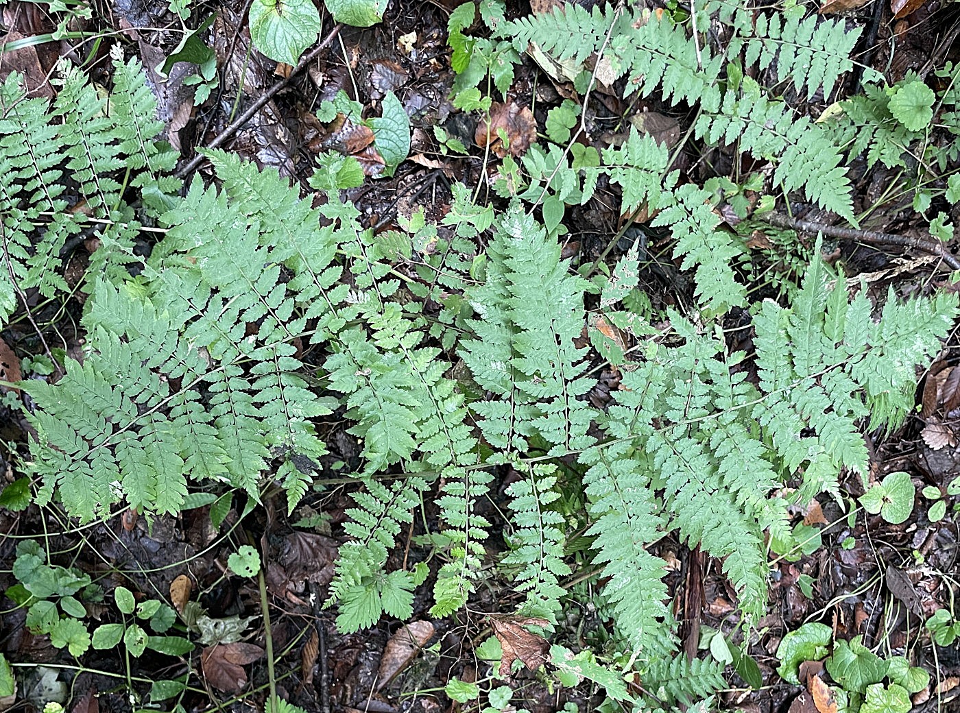 千曲川左岸沿いの人家が点在する丘陵地の林床に生育するイワカゲワラビ。2025年9月13日 小諸 千曲川左岸沿いの人家が点在する丘陵地の林床に生育するイワカゲワラビ。2025年9月13日 小諸