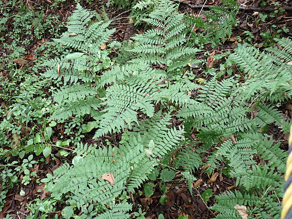 千曲川左岸沿いの人家が点在する丘陵地の林床に生育するイワカゲワラビ。2025年9月13日 小諸 千曲川左岸沿いの人家が点在する丘陵地の林床に生育するイワカゲワラビ。2025年9月13日 小諸