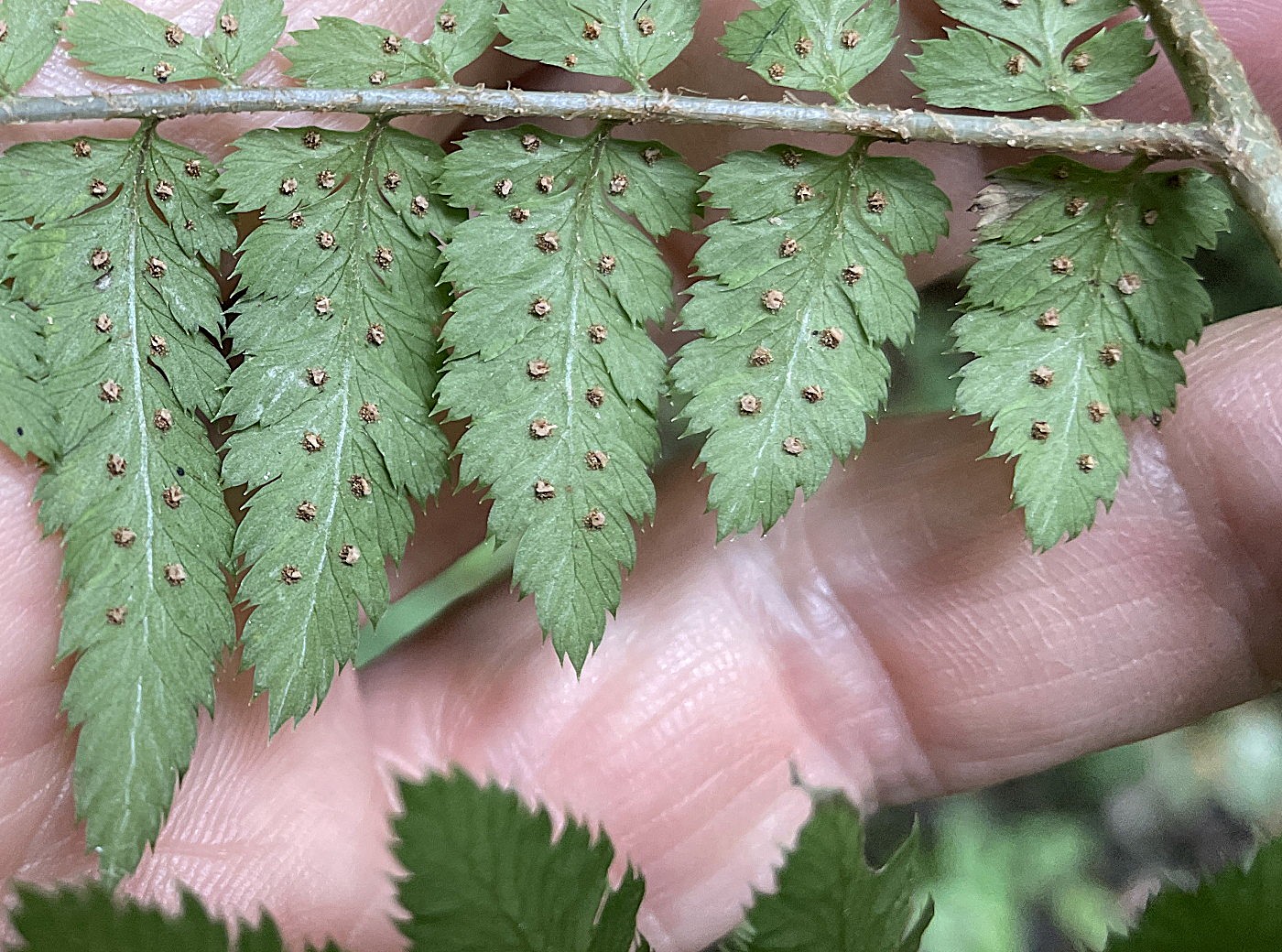 イワカゲワラビ、胞子のう群。2025年9月13日 小諸 イワカゲワラビ、胞子のう群。2025年9月13日 小諸