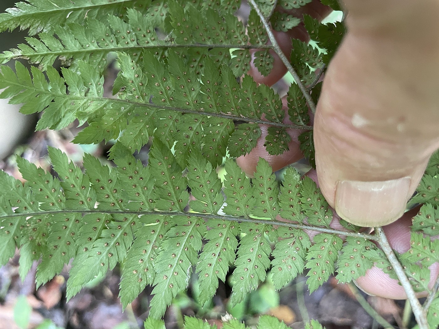 イワカゲワラビ、羽片裏側。2025年9月13日 小諸 イワカゲワラビ、羽片裏側。2025年9月13日 小諸