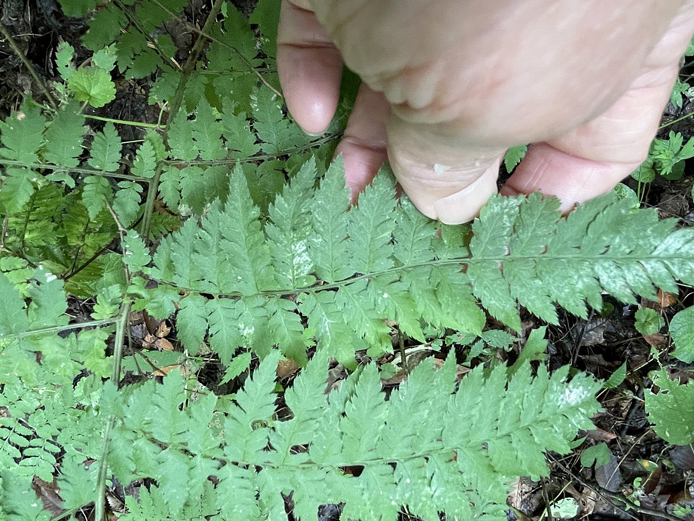 イワカゲワラビ、羽片。2025年9月13日 小諸 イワカゲワラビ、羽片。2025年9月13日 小諸