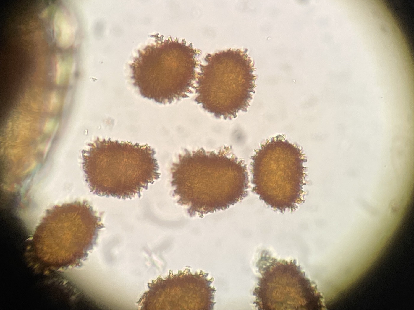 イワシロイノデ、胞子側面。2022年9月10日 西沢渓谷 イワシロイノデ、胞子側面。2022年9月10日 西沢渓谷