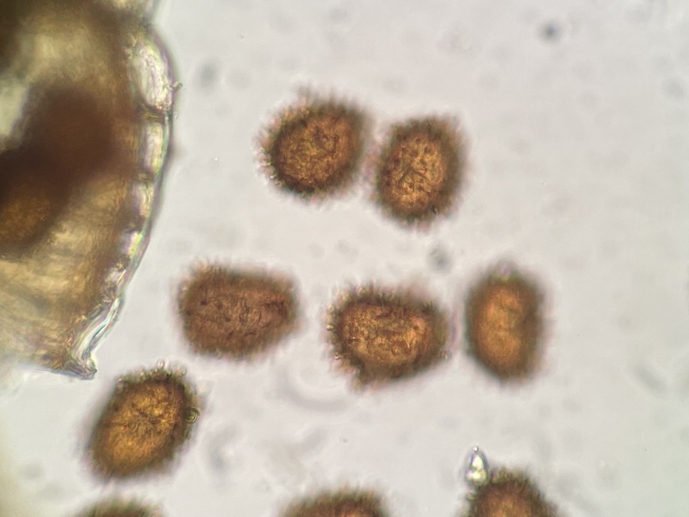 イワシロイノデ、胞子上面。2022年9月10日 西沢渓谷 イワシロイノデ、胞子上面。2022年9月10日 西沢渓谷