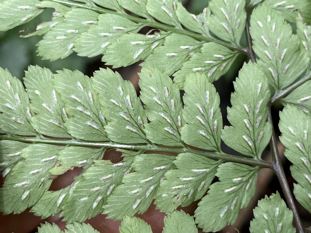 カラクサイヌワラビ、胞子嚢群。2021年6月26日 箱根 畑宿 カラクサイヌワラビ、胞子嚢群。2021年6月26日 箱根 畑宿