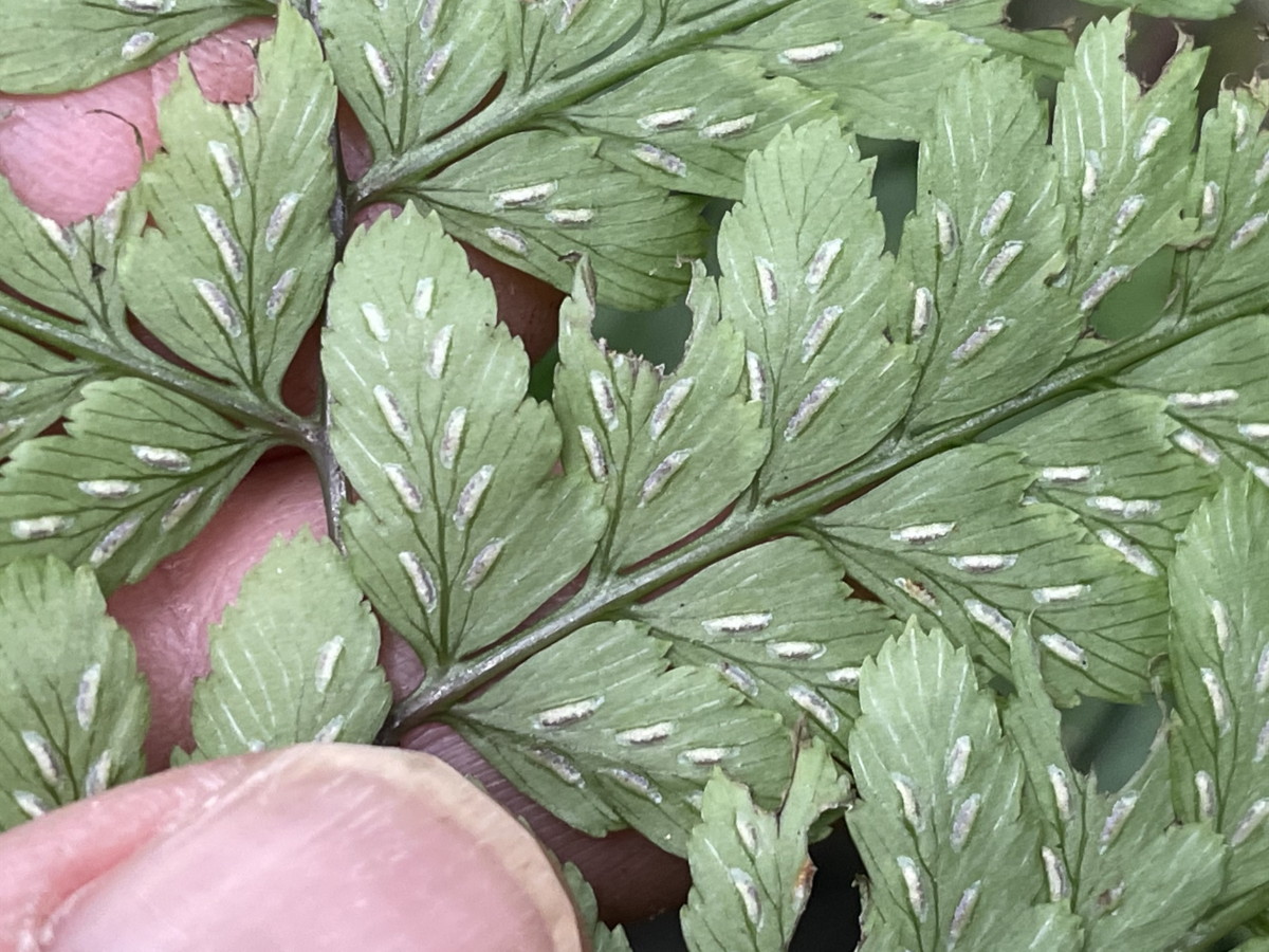 カラクサイヌワラビ、胞子嚢群。2021年6月26日 箱根 畑宿 カラクサイヌワラビ、胞子嚢群。2021年6月26日 箱根 畑宿