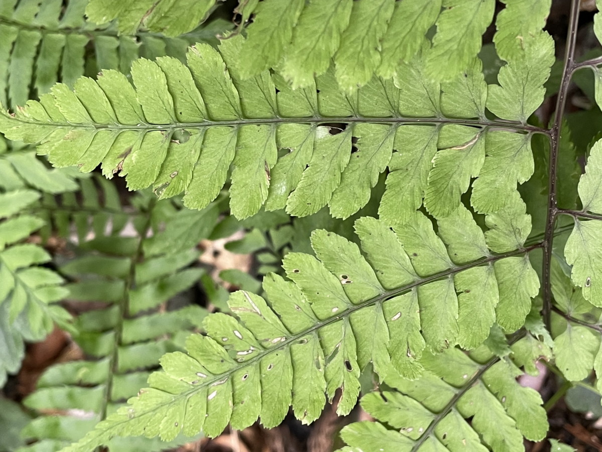 カラクサイヌワラビ、羽片。2021年6月26日 箱根 畑宿 カラクサイヌワラビ、羽片。2021年6月26日 箱根 畑宿