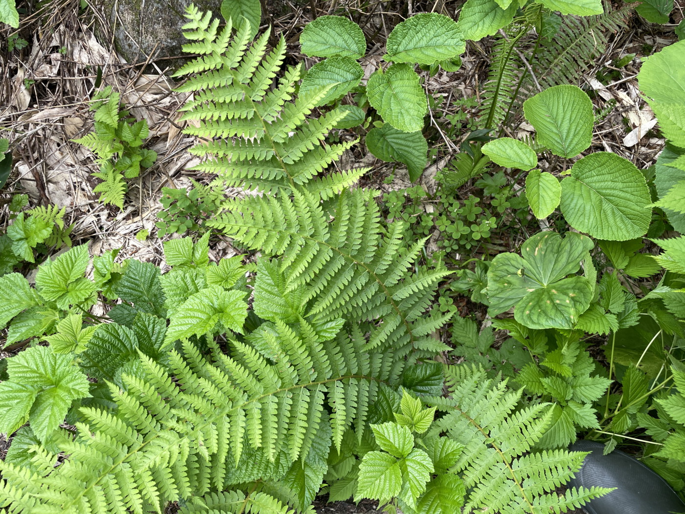 樹林下に生育するカラクサイノデ。2025年7月3日 八幡平 樹林下に生育するカラクサイノデ。2025年7月3日 八幡平