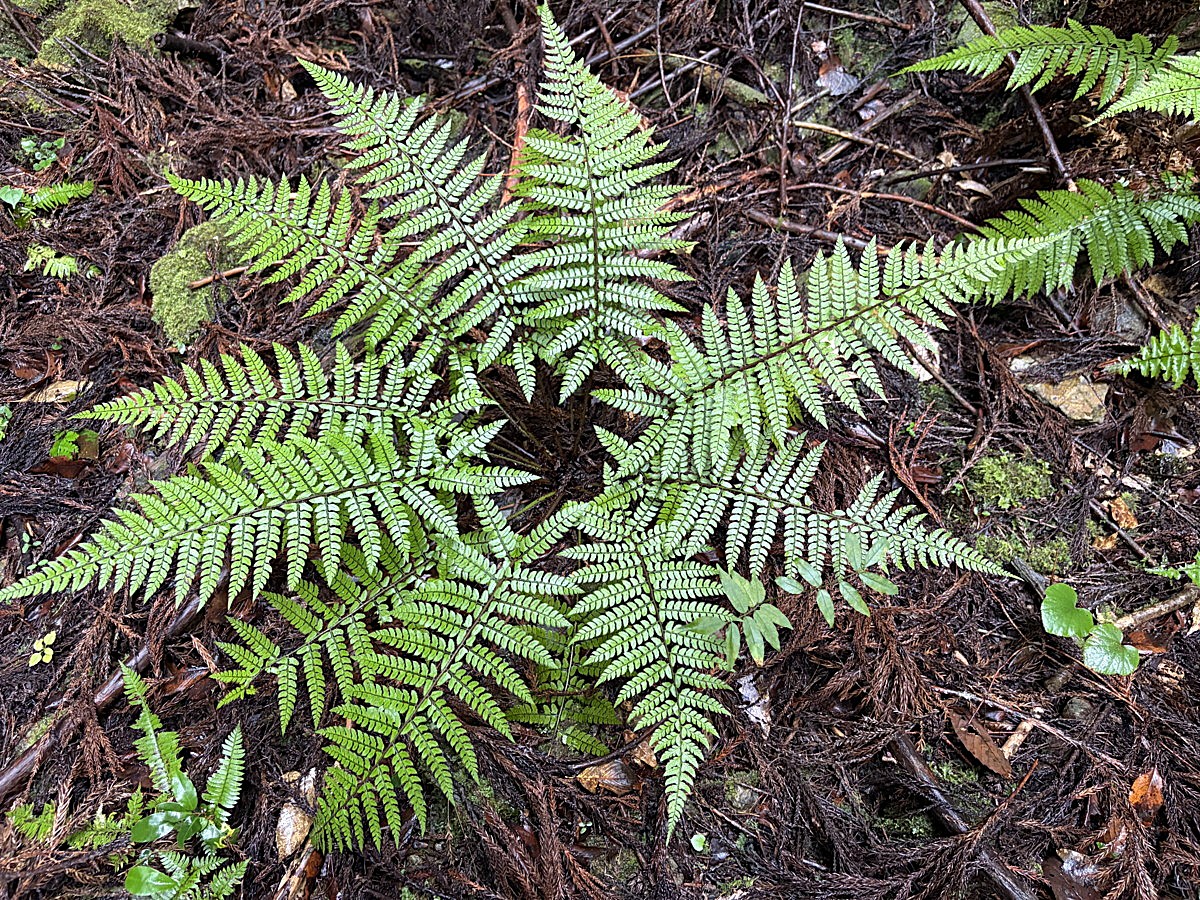 渓谷沿いの岩屑地に生育するカタイノデ。2025年10月25日 水窪 渓谷沿いの岩屑地に生育するカタイノデ。2025年10月25日 水窪