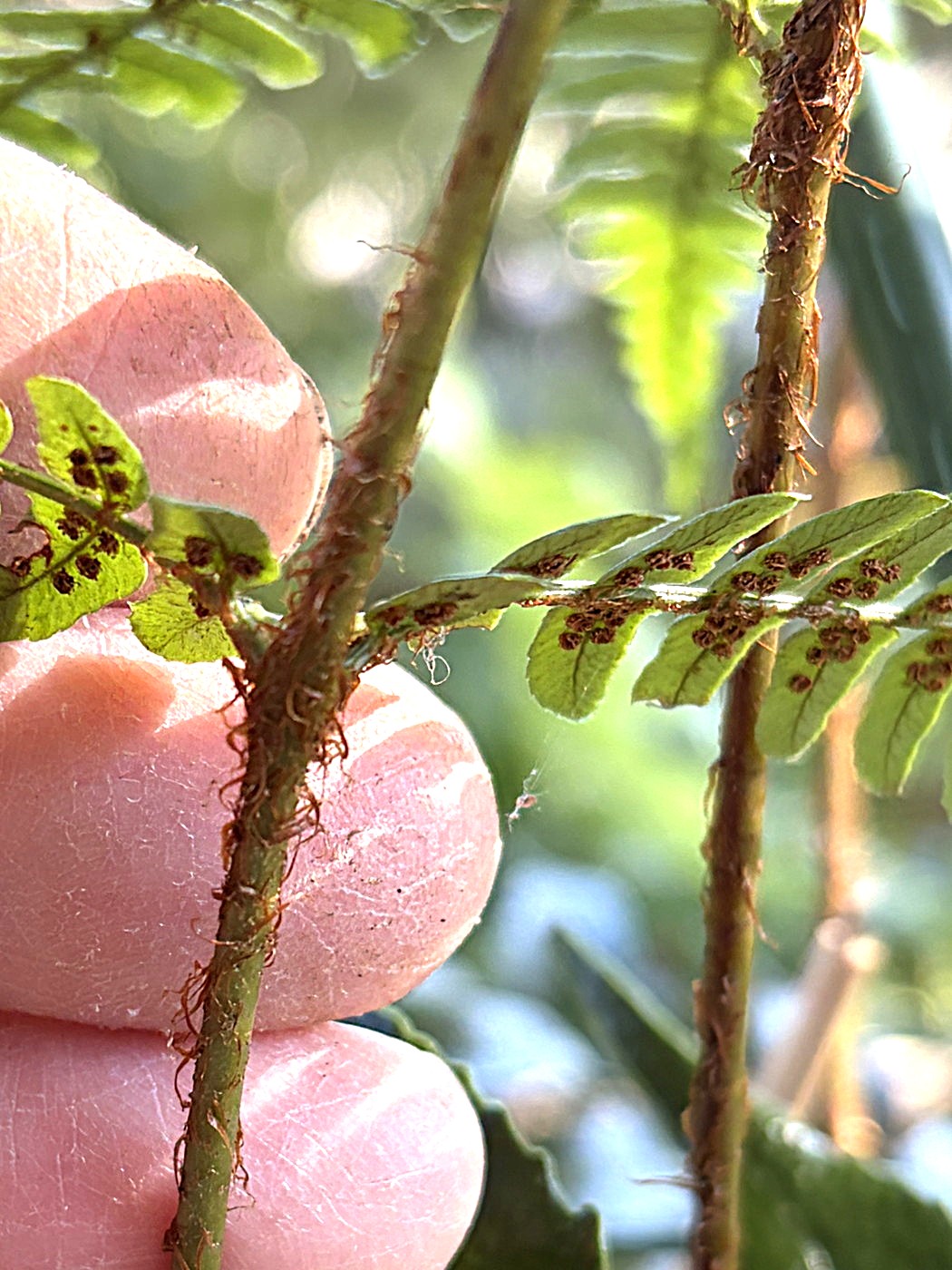 エンシュウベニシダ(鋸歯無しスリムな小羽片)、中軸の鱗片。2025年10月25日 水窪 エンシュウベニシダ(鋸歯無しスリムな小羽片)、中軸の鱗片。2025年10月25日 水窪