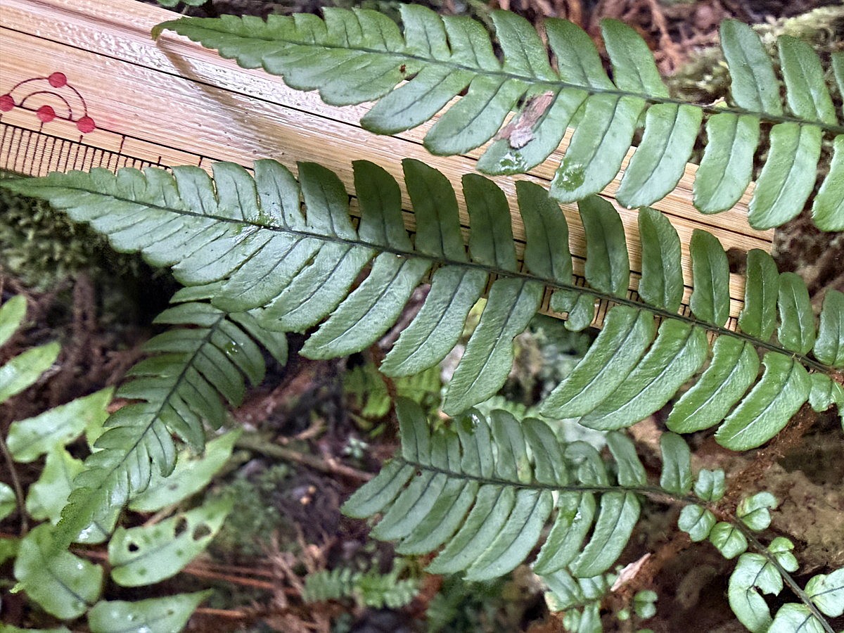 エンシュウベニシダ(鋸歯無しスリムな小羽片)、羽片。2025年10月25日 水窪 エンシュウベニシダ(鋸歯無しスリムな小羽片)、羽片。2025年10月25日 水窪