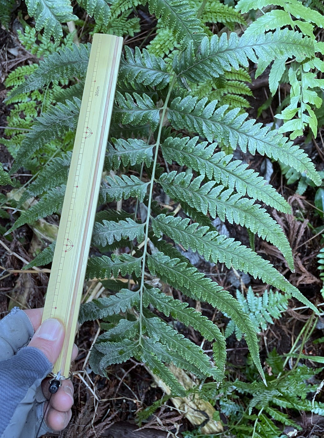 ケブカクジャクフモトシダ、葉身。2023年2月 足柄神社北側 ケブカクジャクフモトシダ、葉身。2023年2月 足柄神社北側