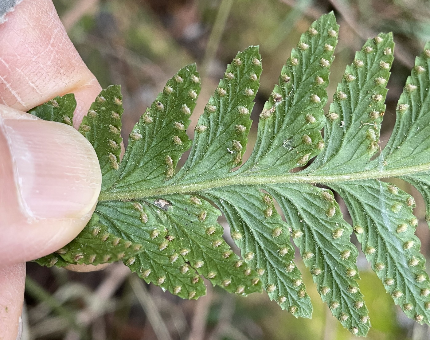 ケブカクジャクフモトシダ、胞子のう群。2023年2月 足柄神社北側 ケブカクジャクフモトシダ、胞子のう群。2023年2月 足柄神社北側