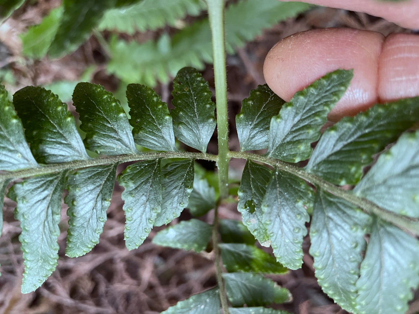 ケブカクジャクフモトシダ、小羽片。2023年2月 足柄神社北側 ケブカクジャクフモトシダ、小羽片。2023年2月 足柄神社北側